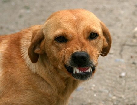AGRESSIE BIJ HONDEN