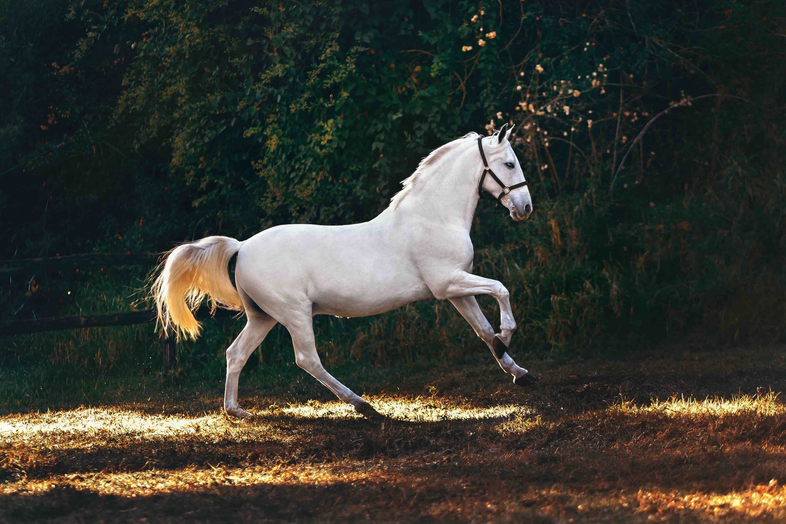 gedragsproblemen paard