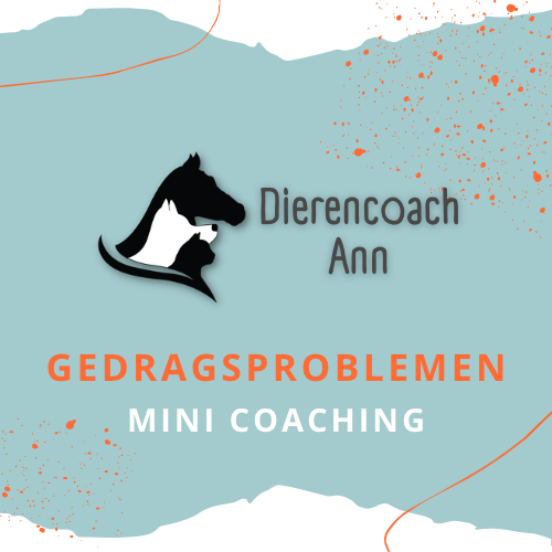 mini coaching
