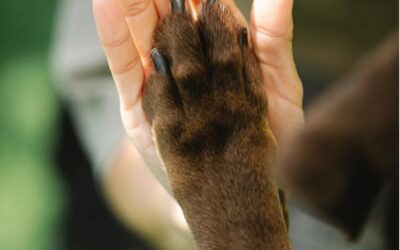 HET TABOE DOORBREKEN VAN ROUW BIJ DIEREN