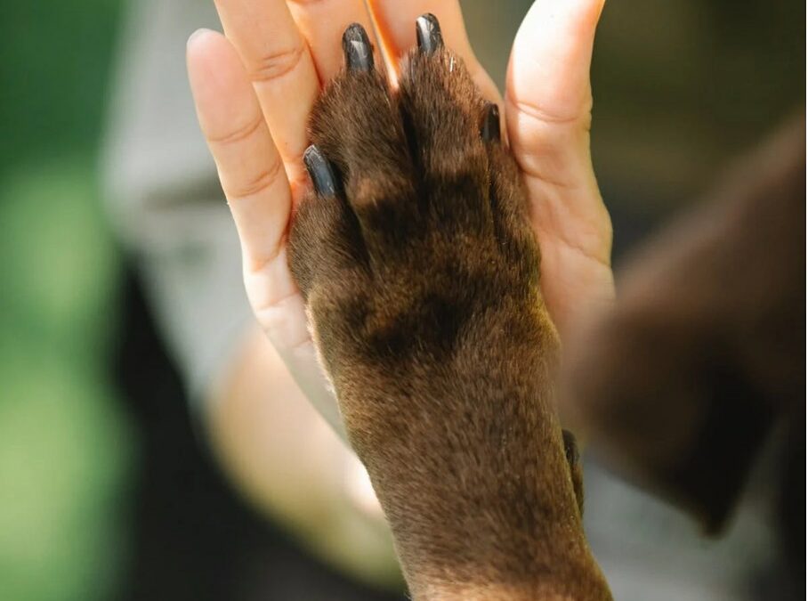 HET TABOE DOORBREKEN VAN ROUW BIJ DIEREN