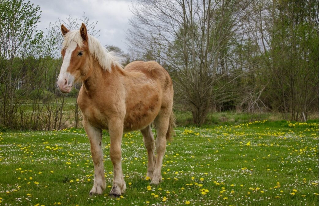 STRALING BIJ DIEREN