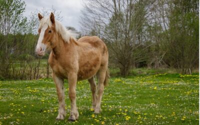 STRALING BIJ DIEREN