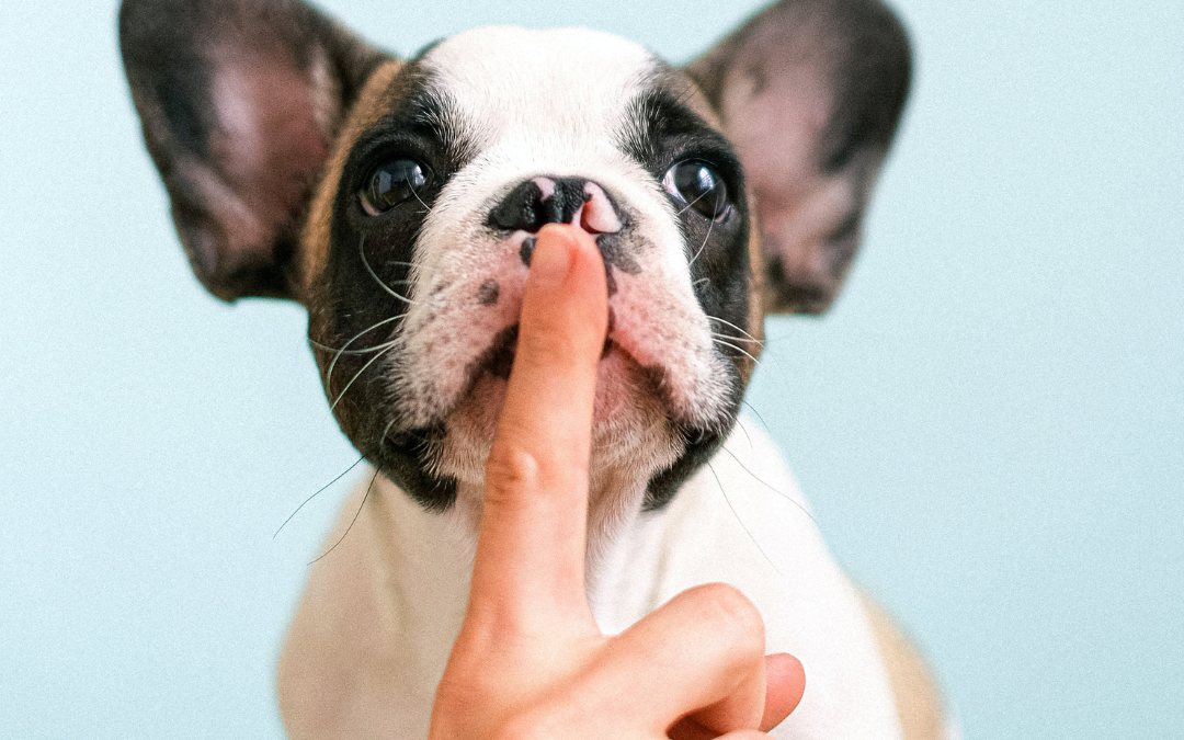 WAAROM BLAFT MIJN HOND ZO FEL?