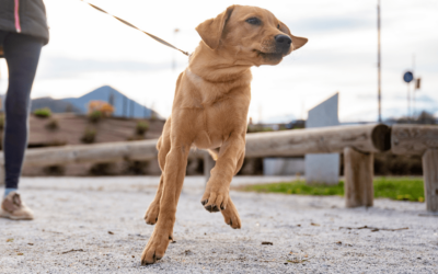 HOND TREKT AAN DE LIJN