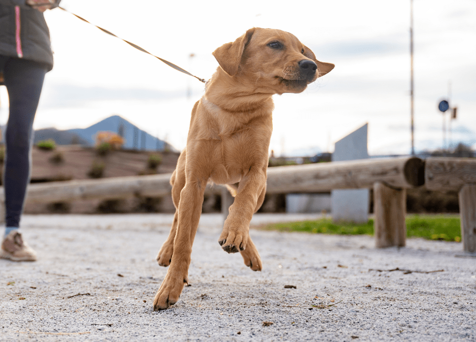 HOND TREKT AAN DE LIJN