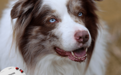 EPILEPSIE BIJ HONDEN