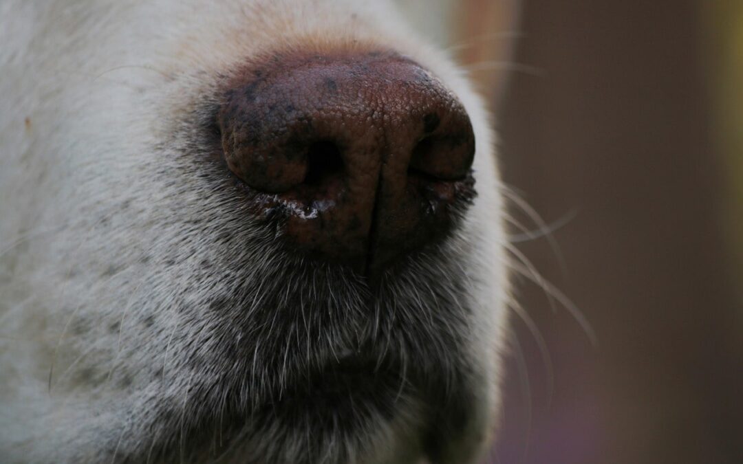 LAAT JE HOND SNUFFELEN!