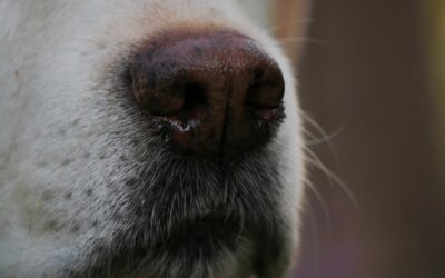 LAAT JE HOND SNUFFELEN!