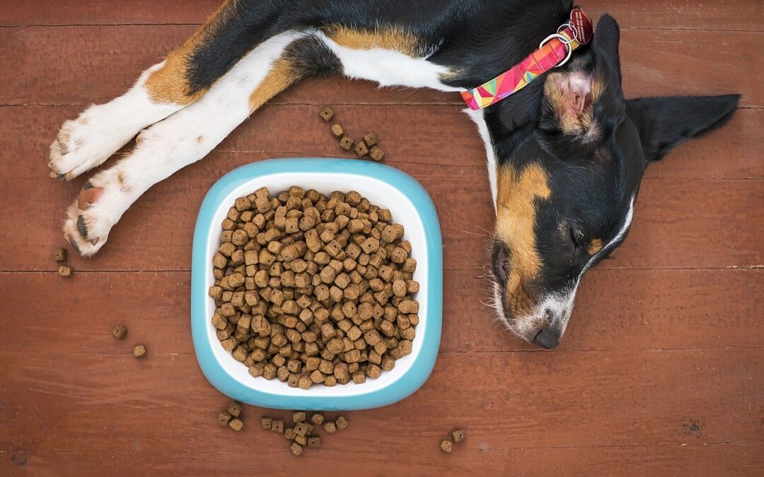 WIE BEPAALT IN HUIS: JIJ OF JE HOND? ONTDEK DE VERBORGEN DYNAMIEK!