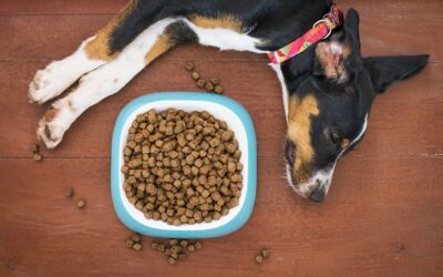 WIE BEPAALT IN HUIS: JIJ OF JE HOND? ONTDEK DE VERBORGEN DYNAMIEK!